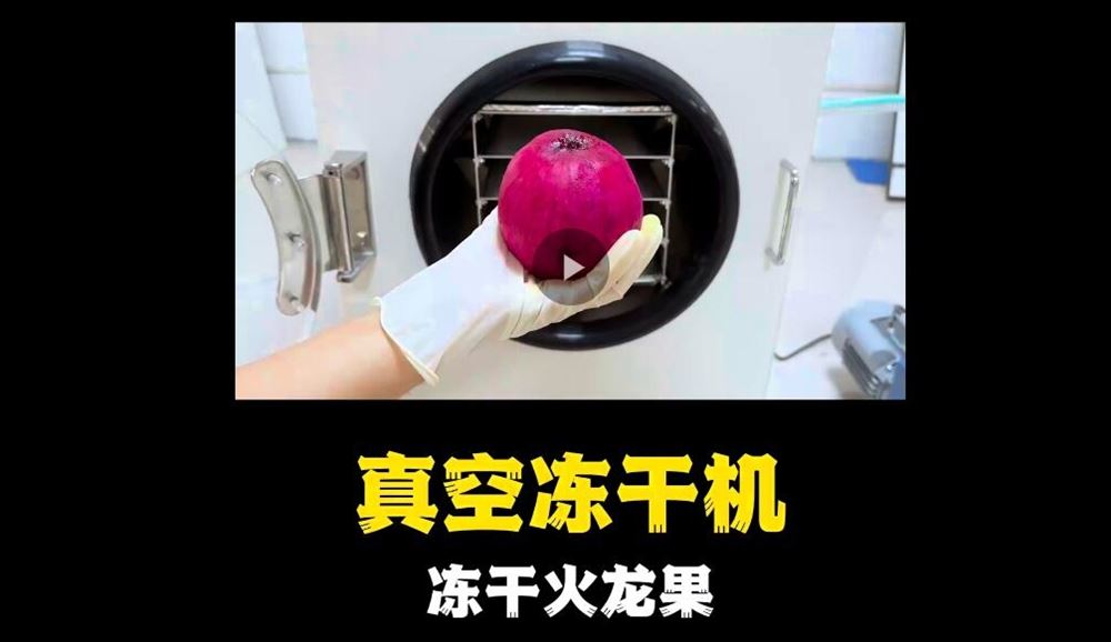 真空凍干機凍干火龍果