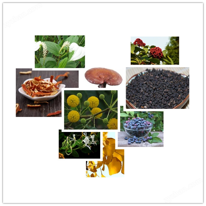 靈芝提取物  10-30 多糖，比例產(chǎn)品