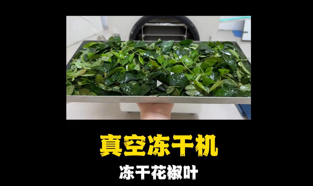 真空凍干機(jī)凍干花椒葉試驗(yàn)