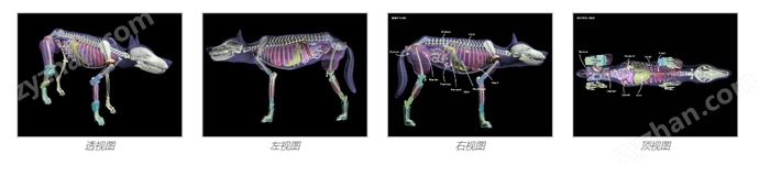 Dog Phantom牧羊犬模体